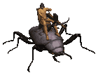 Light War Beetle